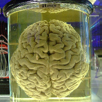 BrainInJar