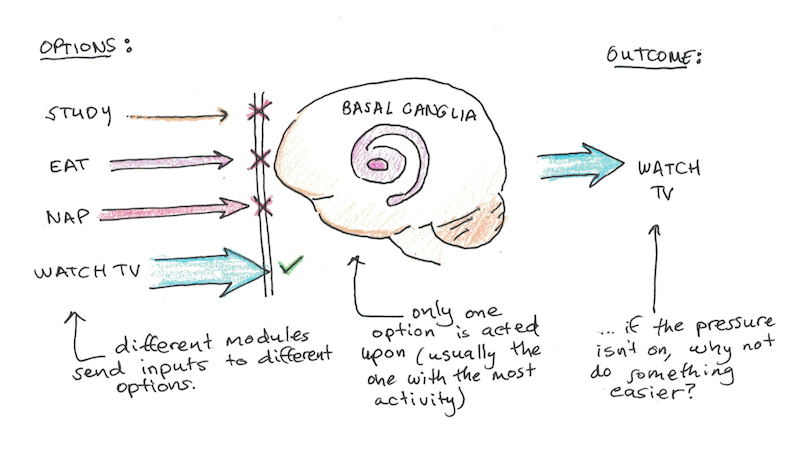 The Basal Ganglia